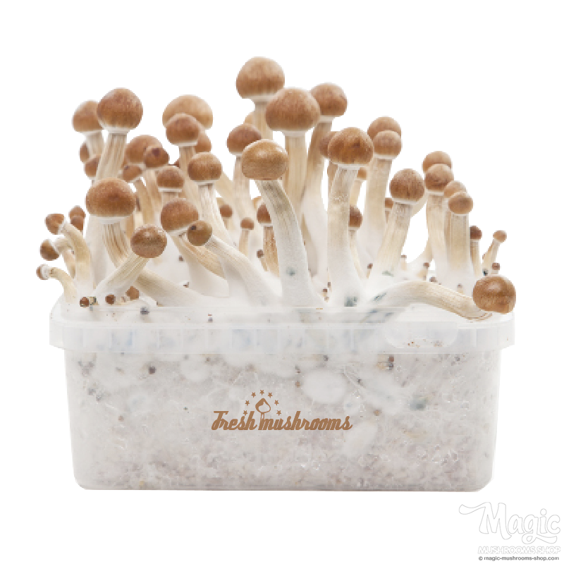 FreshMushrooms® Grow Kit B+ XP