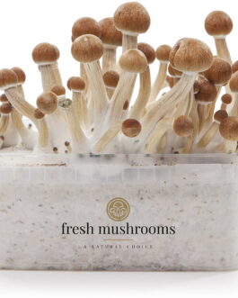 FreshMushrooms® Grow Kit Colombia XP