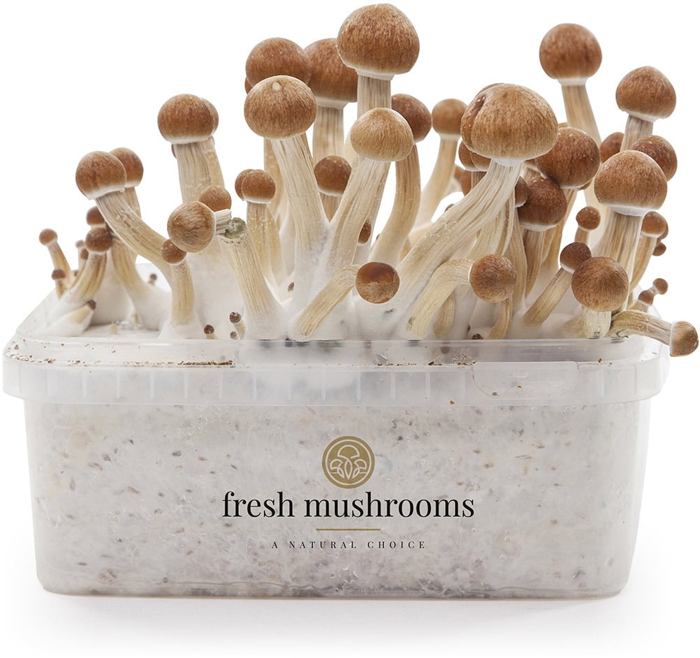 FreshMushrooms® Grow Kit Colombia XP