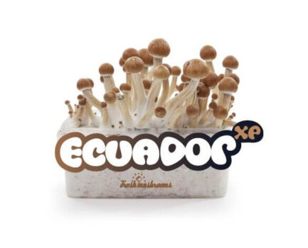 FreshMushrooms® Grow Kit Ecuador XP