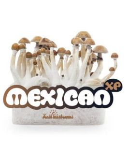 FreshMushrooms® Grow Kit Mexican XP